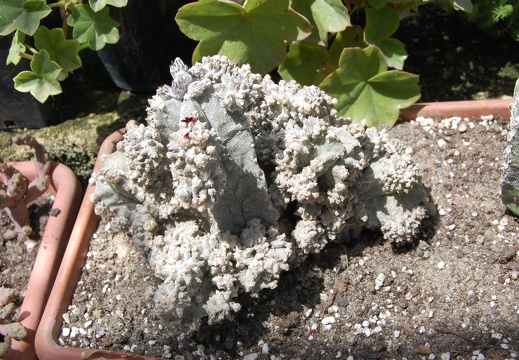 Коллекция Басараба Попа (Констанца, Румыния) (1556 відвідувань) Astrophytum myriostigma cv.'Lotusland'
Фото Оксаны Руденко (Одесса) июнь... Коллекция Басараба Попа (Констанца, Румыния)