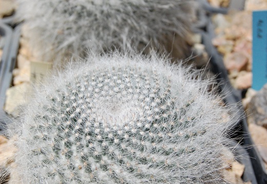 Mammillaria hahniana (28 відвідувань) Mammillaria hahniana