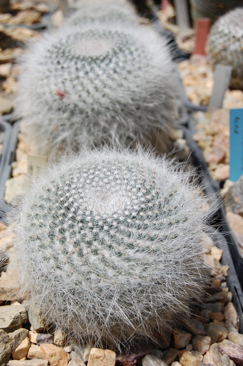 Mammillaria hahniana