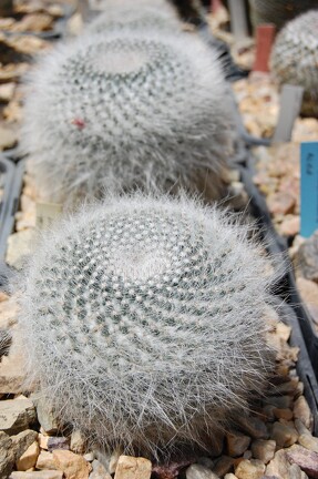 Mammillaria hahniana