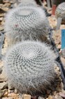 Mammillaria hahniana