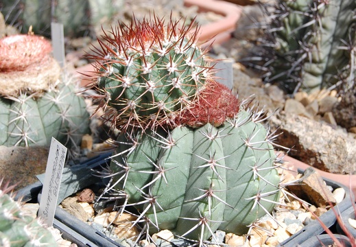 Коллекция Басараба Попа (Констанца, Румыния) (1673 відвідувань) Melocactus
Фото Оксаны Руденко (Одесса) июнь 2014 Коллекция Басараба Попа (Констанца, Румыния)