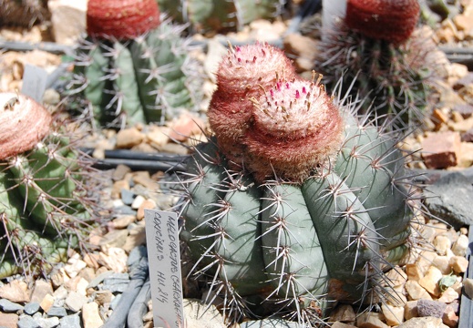Коллекция Басараба Попа (Констанца, Румыния) (1570 відвідувань) Melocactus
Фото Оксаны Руденко (Одесса) июнь 2014 Коллекция Басараба Попа (Констанца, Румыния)