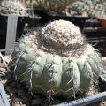 Melocactus alteolens HU232 (1614 відвідувань) Melocactus alteolens HU232