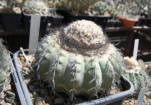 Melocactus alteolens HU232 (1614 відвідувань) Melocactus alteolens HU232