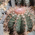 Melocactus concinnus HU 214 (1782 відвідувань) Melocactus concinnus HU 214