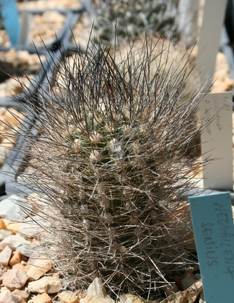 Neoporteria senilis