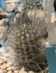 Neoporteria senilis