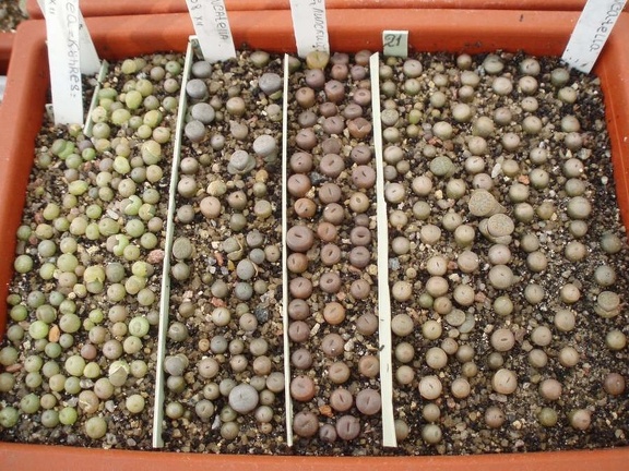 Коллекция Игоря Билык (Белая Церковь)