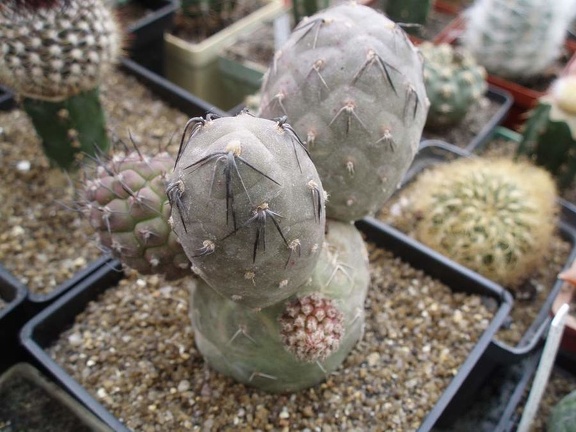 Коллекция Игоря Билык (Белая Церковь)