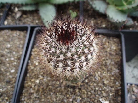 Коллекция Игоря Билык (Белая Церковь)