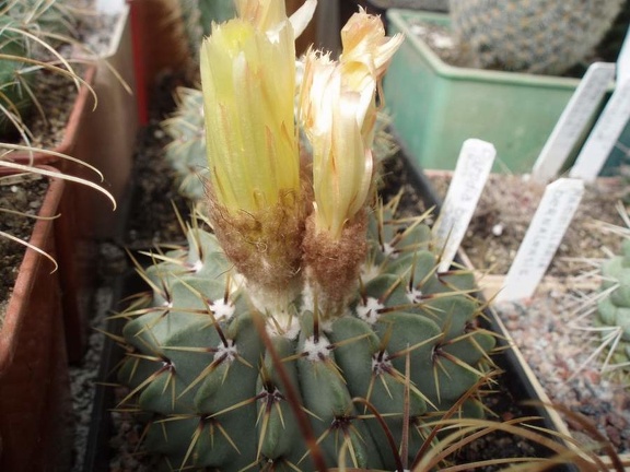 Коллекция Игоря Билык (Белая Церковь)