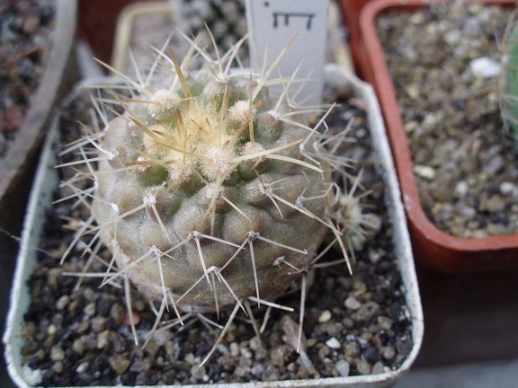 Коллекция Игоря Билык (Белая Церковь)