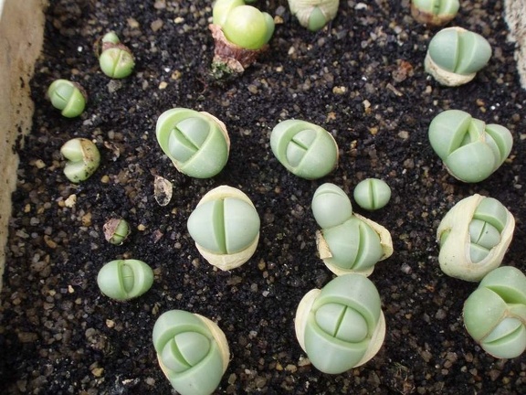 Коллекция Игоря Билык (Белая Церковь)