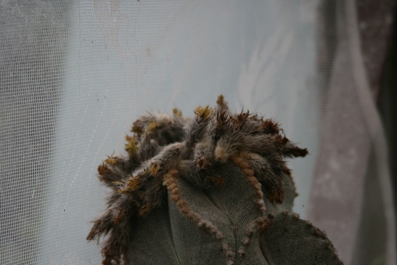 Коллекция Сергея Чеховского  (Киев)