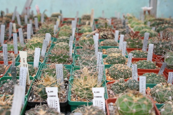 Коллекция Сергея Чеховского  (Киев)