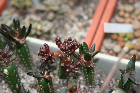 Коллекция Сергея Чеховского  (Киев)