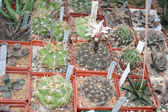 Коллекция Сергея Чеховского  (Киев)