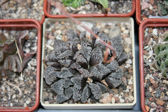 Коллекция Сергея Чеховского  (Киев)