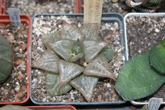 Коллекция Сергея Чеховского  (Киев)