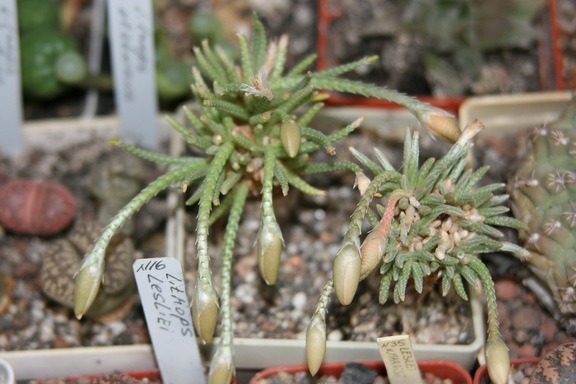 Коллекция Сергея Чеховского  (Киев)