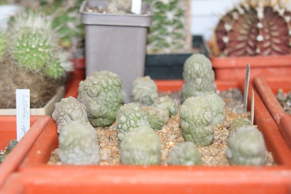 Коллекция Сергея Чеховского  (Киев)