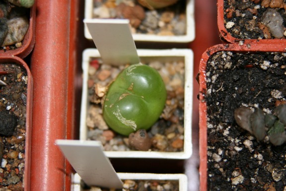 Коллекция Сергея Чеховского  (Киев)