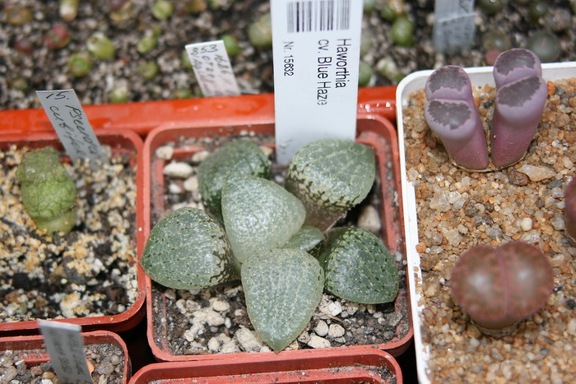 Коллекция Сергея Чеховского  (Киев)