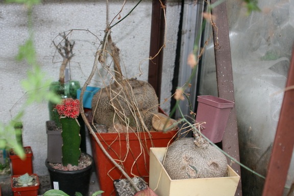 Коллекция Сергея Чеховского  (Киев)