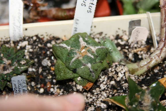 Коллекция Сергея Чеховского  (Киев)