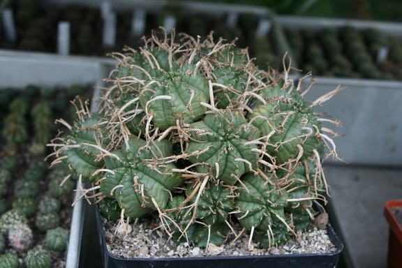 Коллекция Сергея Чеховского  (Киев)