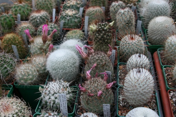 Коллекция Сергея Чеховского  (Киев)