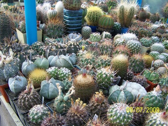 Коллекция Александра и Сергея Червинко (Винница)