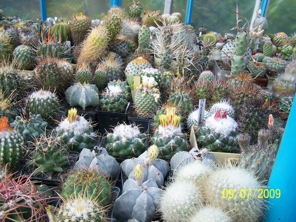 Коллекция Александра и Сергея Червинко (Винница)