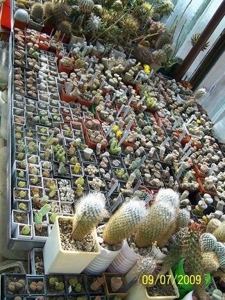 Коллекция Александра и Сергея Червинко (Винница)