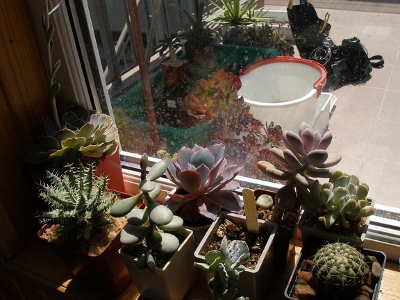 Коллекция Натальи Эллис  (Одесса)