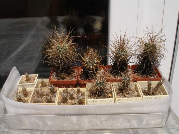 Коллекция Натальи Эллис  (Одесса)