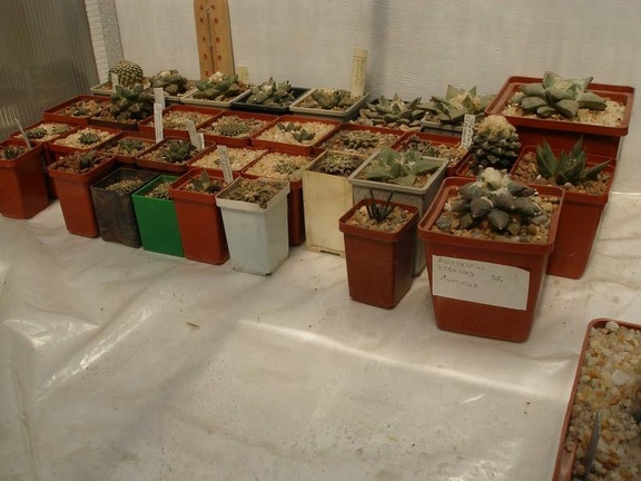 Коллекция Натальи Эллис  (Одесса)