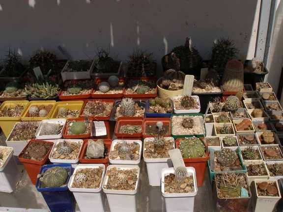 Коллекция Натальи Эллис  (Одесса)