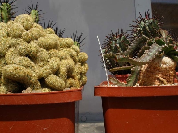 Коллекция Натальи Эллис  (Одесса)