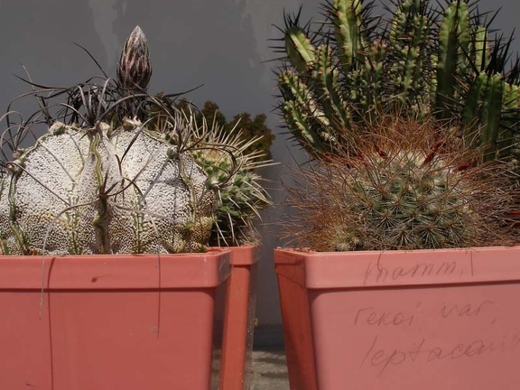 Коллекция Натальи Эллис  (Одесса)