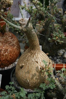 Коллекция О.В. Ильяшенко  (Донецк)