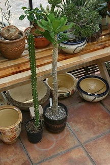 Коллекция О.В. Ильяшенко  (Донецк)