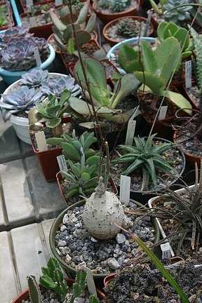 Коллекция О.В. Ильяшенко  (Донецк)