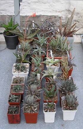 Коллекция Ивановой Елены (Киев)