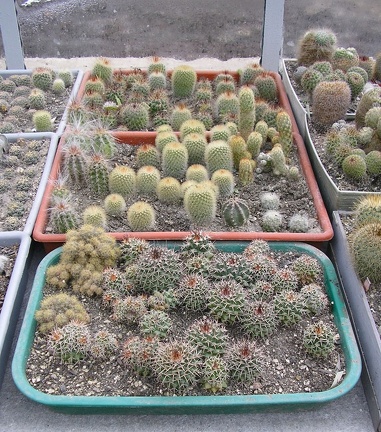 Коллекция Ивановой Елены (Киев)