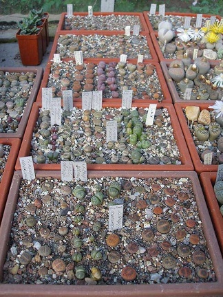 Коллекция Ивановой Елены (Киев)