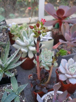 Коллекция Ивановой Елены (Киев)