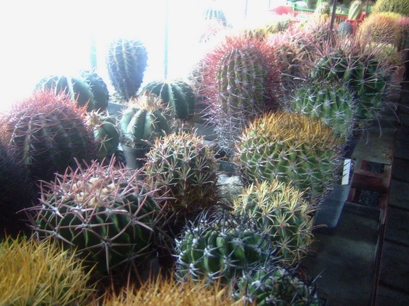 Коллекция Карела Риса  (Чехия, Ноузов)