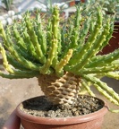 Коллекция Татьяны Кецко (Гнедин, Киевская обл.)